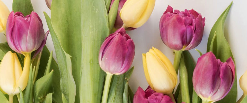 Longmans Florist, London